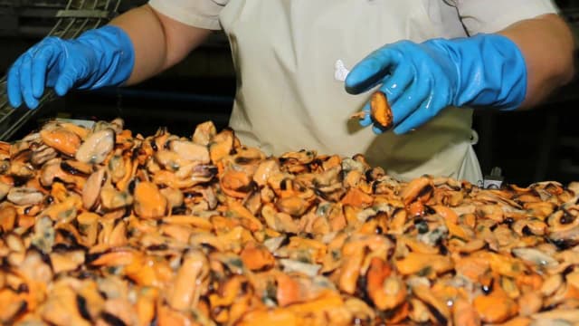 Mejillones en lata: beneficios, recetas y secretos que no conocías Mejillones en lata: beneficios, recetas y secretos que no conocías